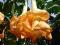 Datura o 2 piętrowych pomarańczowych kwiatach