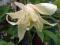CLEMATIS  