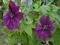 CLEMATIS WIELKOKWIATOWY 