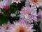 Chrysanthemum Orchid Helen kwitnie do listopada.