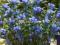 20 Gentiana  Marsha szafirek na rabaty