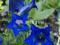 20 Gentiana  Septemifida błękit na sklaniak