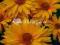 20 Heliopsis - żółty kwiat - kwitnie całe lato