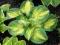 030 Hosta Great Expectations - poszukiwana odmiana
