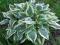 030 Hosta Chantilly Lace ciekawostka dla hościarzy