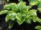Hosta Queen Josephine - funkia do małego ogródka