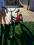 Rower dla dzieci 16 + KASK GRATIS.