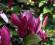 MAGNOLIA LILIIFLORA w doniczce P9 40-50cm ciemna