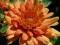 CHRYZANTEMA  URSZULA  ######  CESARSKA KORONA