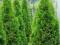 ...............THUJA - CHARYTATYWNA.Pomóż.......