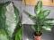 AGLAONEMA5 PATTAYA BEAUTY