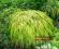 trawa ozdobna HAKONECHLOA  MARCA ALL GOLD