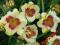 LILIOWIEC, HEMEROCALLIS KREMOWY Z KRWISTYM OCZKIEM