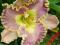 LILIOWIEC, LILIOWCE, HEMEROCALLIS LAVENDER TUTU