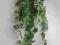 Bluszcz ficus - sztuczna roślina do terrarium