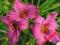 LILIOWIEC, LILIOWCE, HEMEROCALLIS SUMMER WINE
