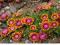 Delosperma Fire Spinner_ogniste barwy_dywany