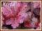 Żurawka 'Midnight Rose Select' (Heuchera) p9