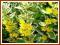 Tojeść kropkowana 'Variegata' Lysimachia punctata