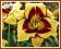 Liliowiec 'El Desperado' (Hemerocallis) C2
