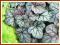 Żurawka 'Cinnabar Silver' (Heuchera) p9