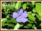 płożący Barwinek pospolity (Vinca minor) p9