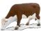 Figurka F7067 Krowa rasy Hereford Animal Planet