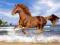 Puzzle Castorland 500 el. Horse on the beach koń
