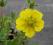 Potentilla cuneata Pięciornik klonolistny Cudny!