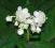 DEJNANTE BIAŁE- DLA OGRODOWYCH KOLEKCJONERÓW!