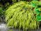 TANIO Japońska trawa bambusowa HAKONECHLOA AUREOLA
