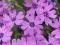 Phlox Floks szydlasty 'Purple Beauty' poj. P9