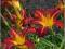 Liliowiec 'Autumn Red'   Hemerocallis