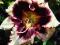 Liliowiec 'Sabine Baur'   Hemerocallis