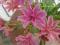 Lewisia longipetala - Lewizja KRÓLOWA SKALNIAKÓW !