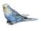 SCHLEICH - PAPUGA BŁĘKITNA - 14409