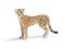 SCHLEICH - GEPARD, SAMICA - 14614