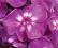 FLOKS, PŁOMYK PURPLE KISS PHLOX PANICULATA