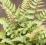 WIETLICA JAPOŃSKA METALLICUM ATHYRIUM NIPONICUM