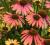 JEŻÓWKA SUMMER COCKTAIL ECHINACEA9