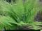 PAPROĆ PIÓROPUSZNIK STRUSI