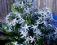 Niebieskie gwiazdki----- AMSONIA CILIATA