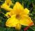 LILIOWIEC, LILIOWCE, HEMEROCALLIS RAINBOW GOLD