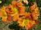 LILIOWIEC, LILIOWCE, HEMEROCALLIS DELTA FLAME