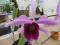 ORCHIDEA LAELIA PURPURATA RARYTAS