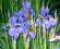 IRYSY SYBERYJSKIE duża sadzonka-ozdobne cały rok