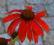 JEŻÓWKA TOMATO SOUP ECHINACEA9