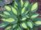 Hosta 'Gipsy Rose' - Funkia DWU BARWNE JĘZYKI !!!