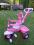 SMART TRIKE rowerek/jezdzik