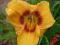 LILIOWIEC,  HEMEROCALLIS LITTLE BUMBLE BEE -miniat
